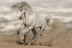 horse, White, Animal, Run