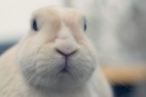 rabbit, White, Nose, Sweet, Animal