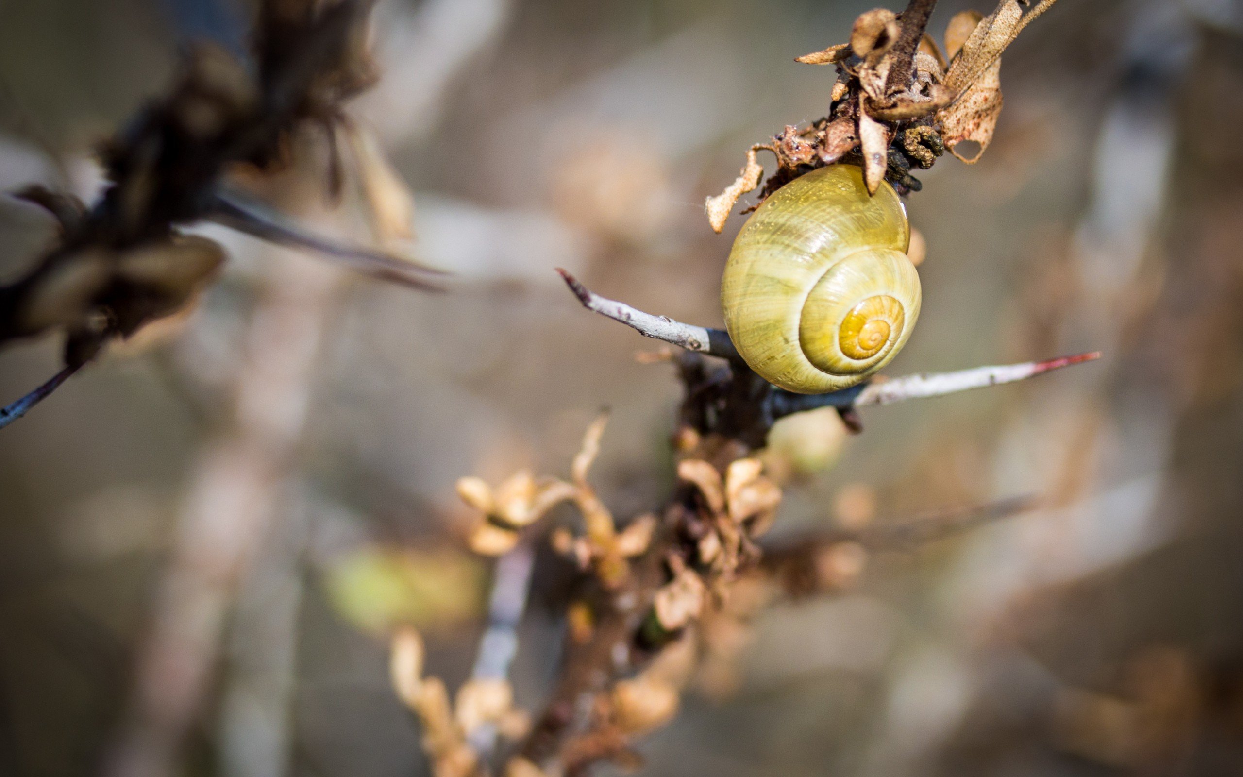 animal, Shell, Snail Wallpaper