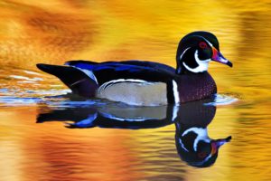 colorful, Wild, Duck
