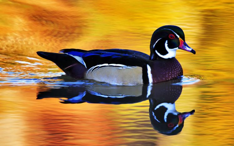 colorful, Wild, Duck HD Wallpaper Desktop Background