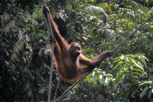 orangutan, Monkey, Trees, Jungle
