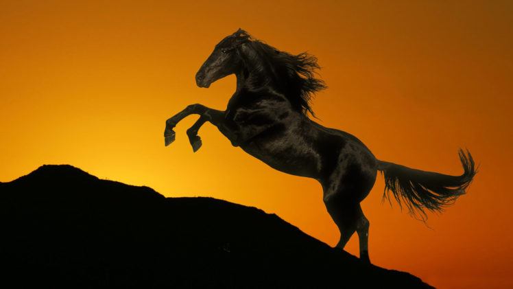 silhouette, Horses, Sunrise, Sunset, Sky HD Wallpaper Desktop Background