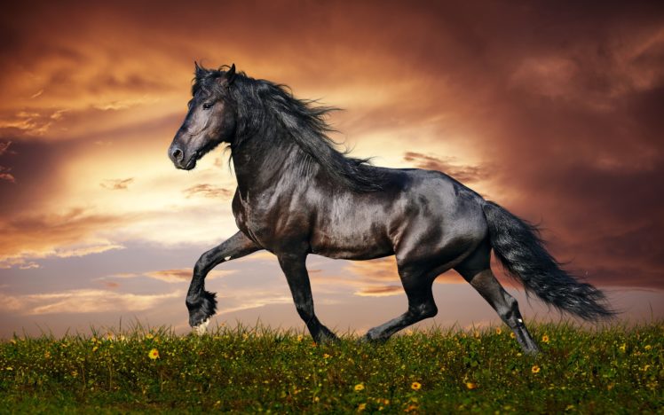 black, Horse,  , Beautiful sunset HD Wallpaper Desktop Background