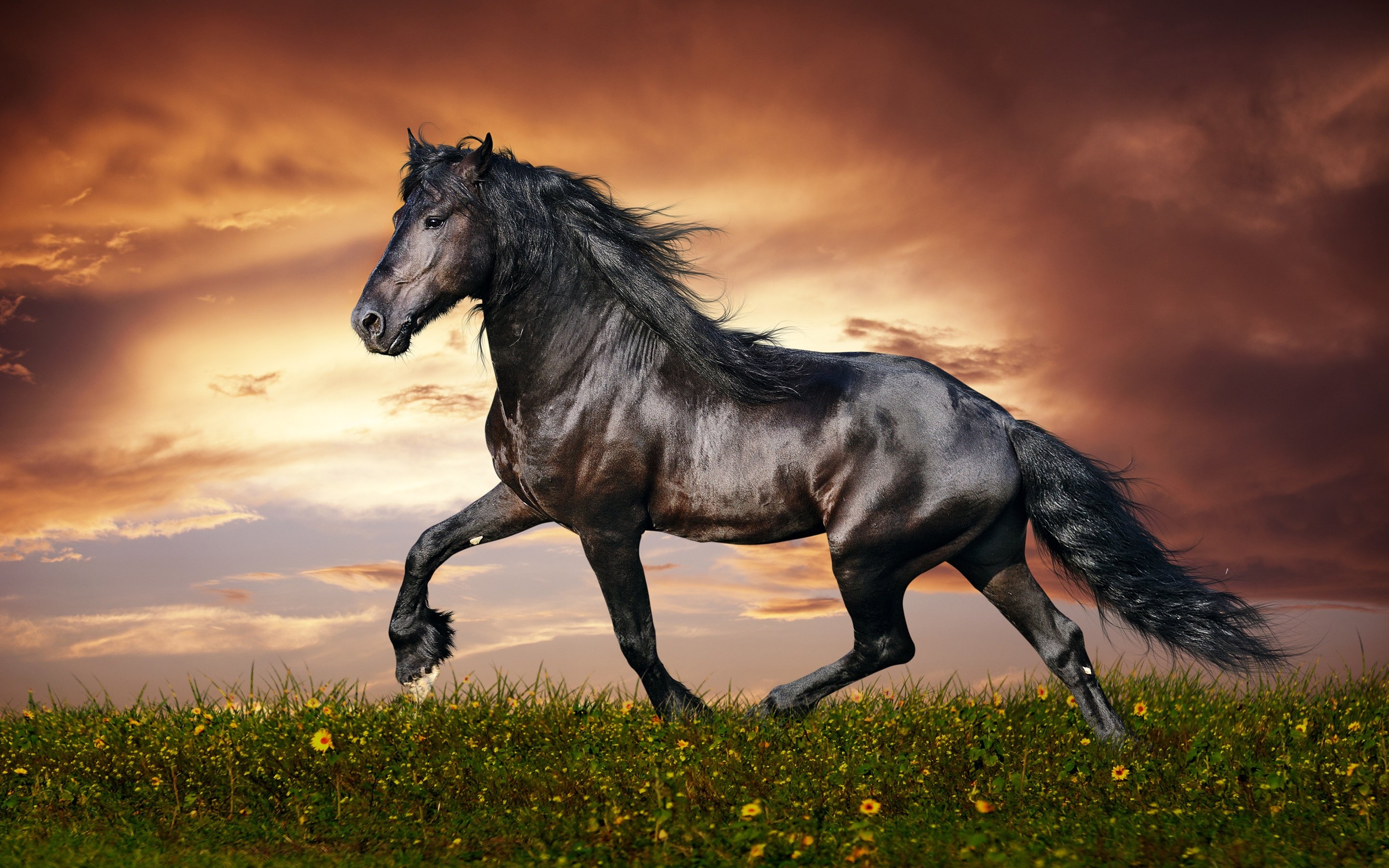 black, Horse,  , Beautiful sunset Wallpaper