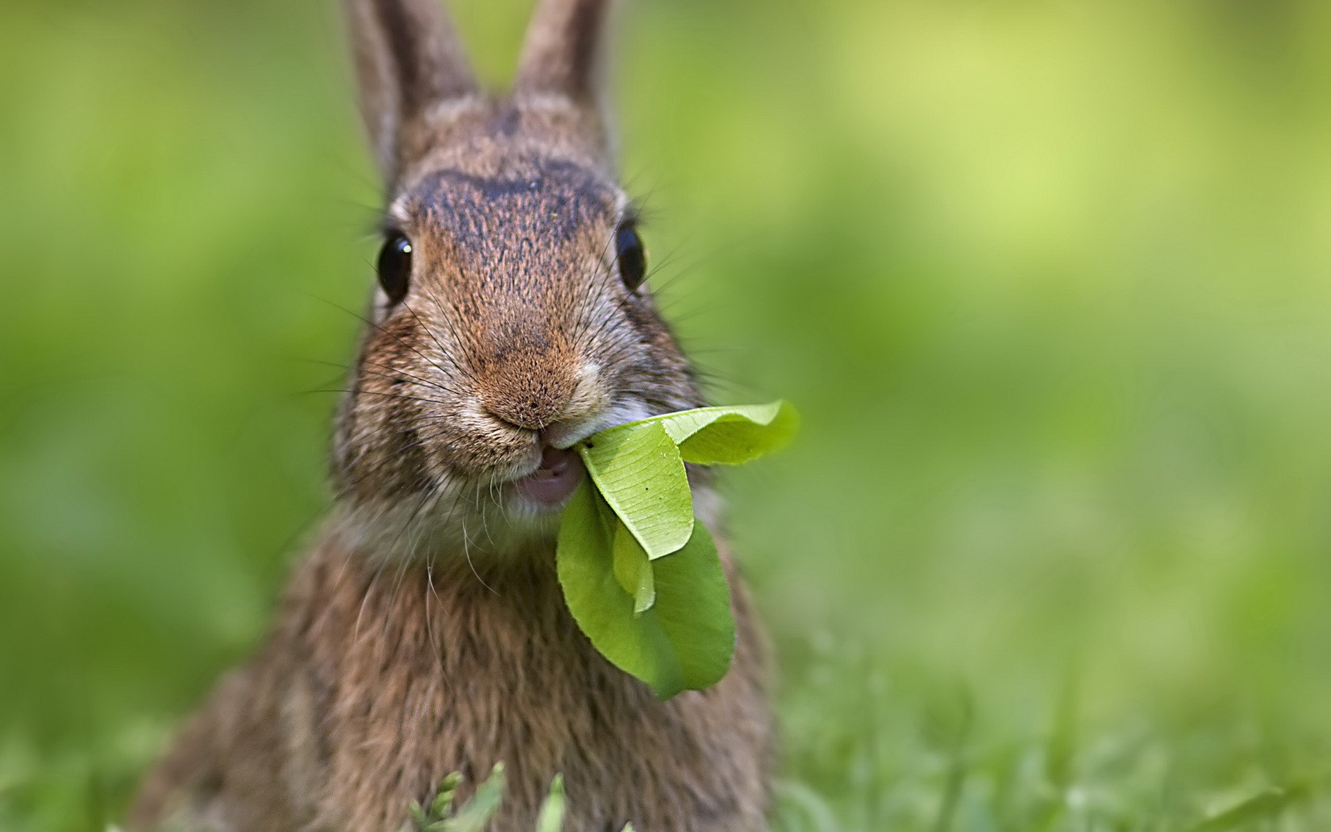 cute, Rabbit Wallpaper