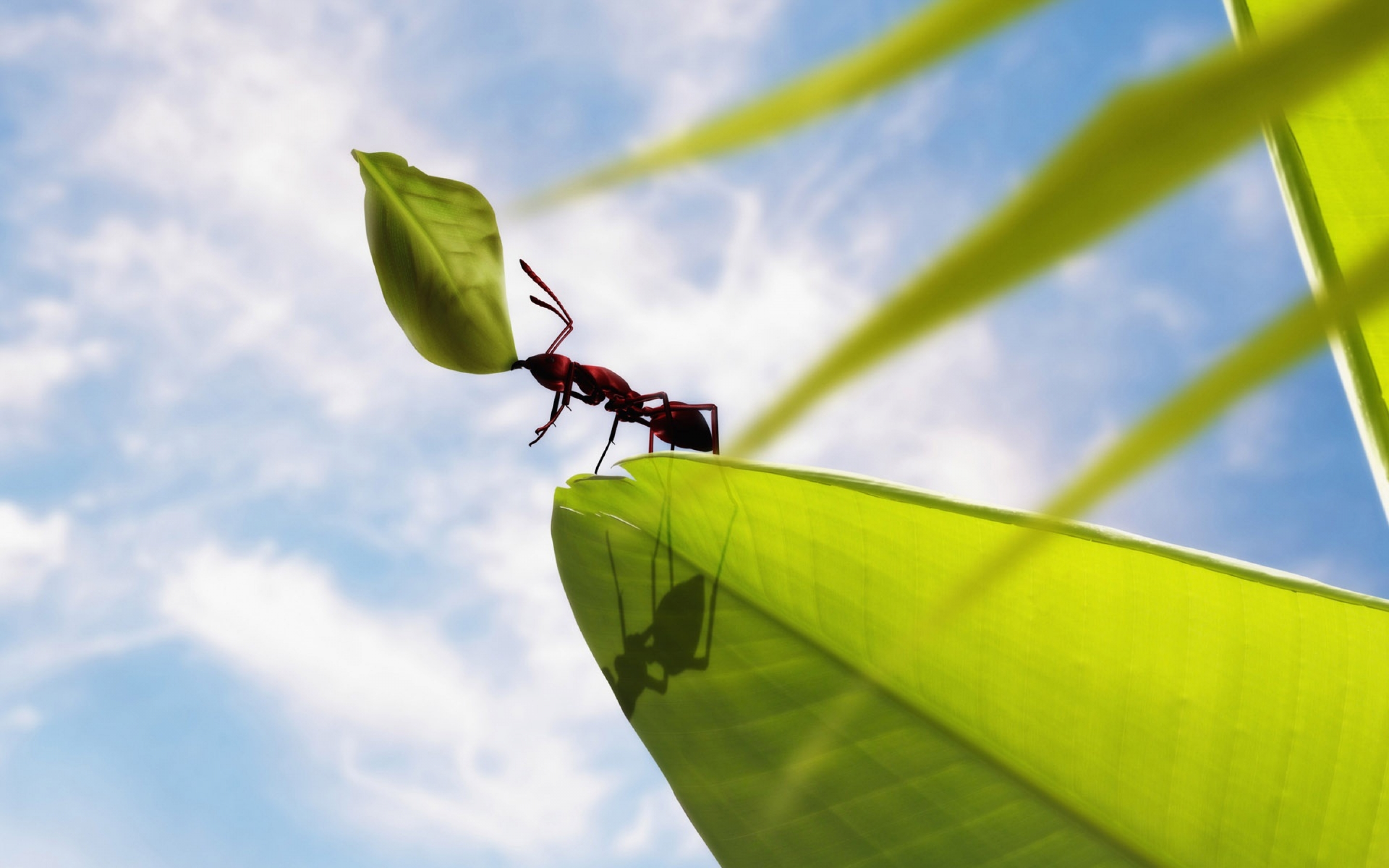 powerful, Ant Wallpaper