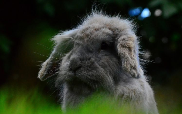 rabbit, Furry HD Wallpaper Desktop Background