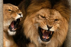 angry, Lions