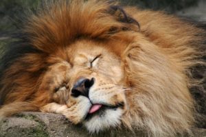lion, Sleeping