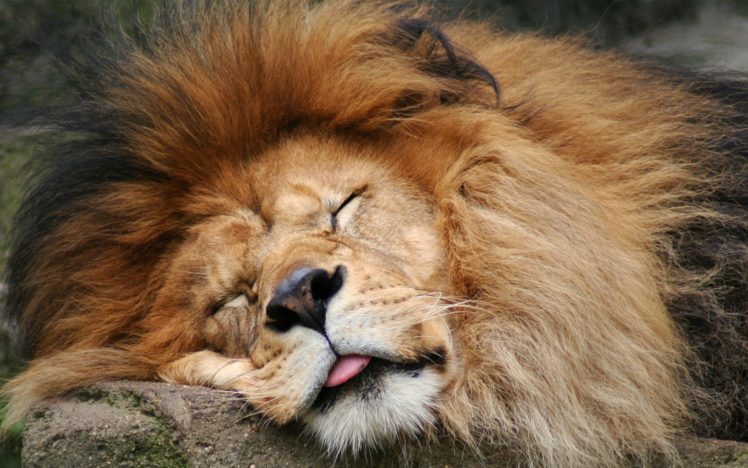 lion, Sleeping HD Wallpaper Desktop Background