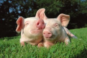 pigs, In, Love