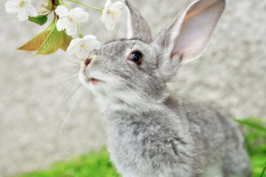 blossoms, Flowers, Rabbits, Easter, Bunny