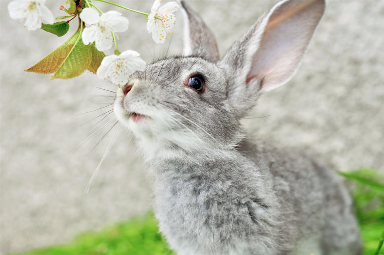 blossoms, Flowers, Rabbits, Easter, Bunny HD Wallpaper Desktop Background