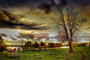 field, Horses, Landscape, Style