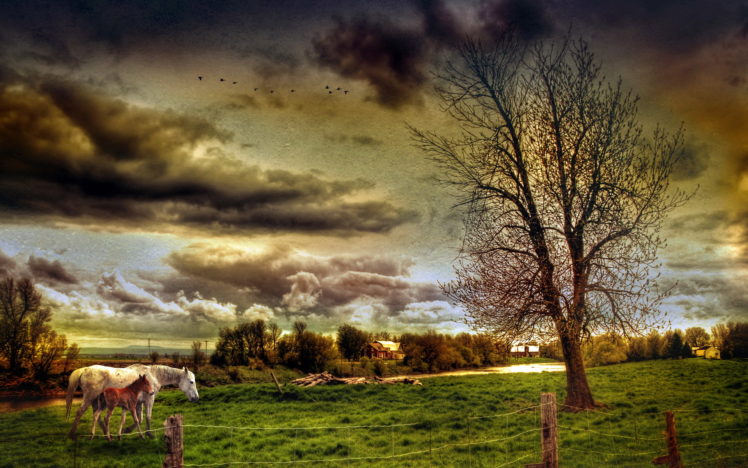 field, Horses, Landscape, Style HD Wallpaper Desktop Background