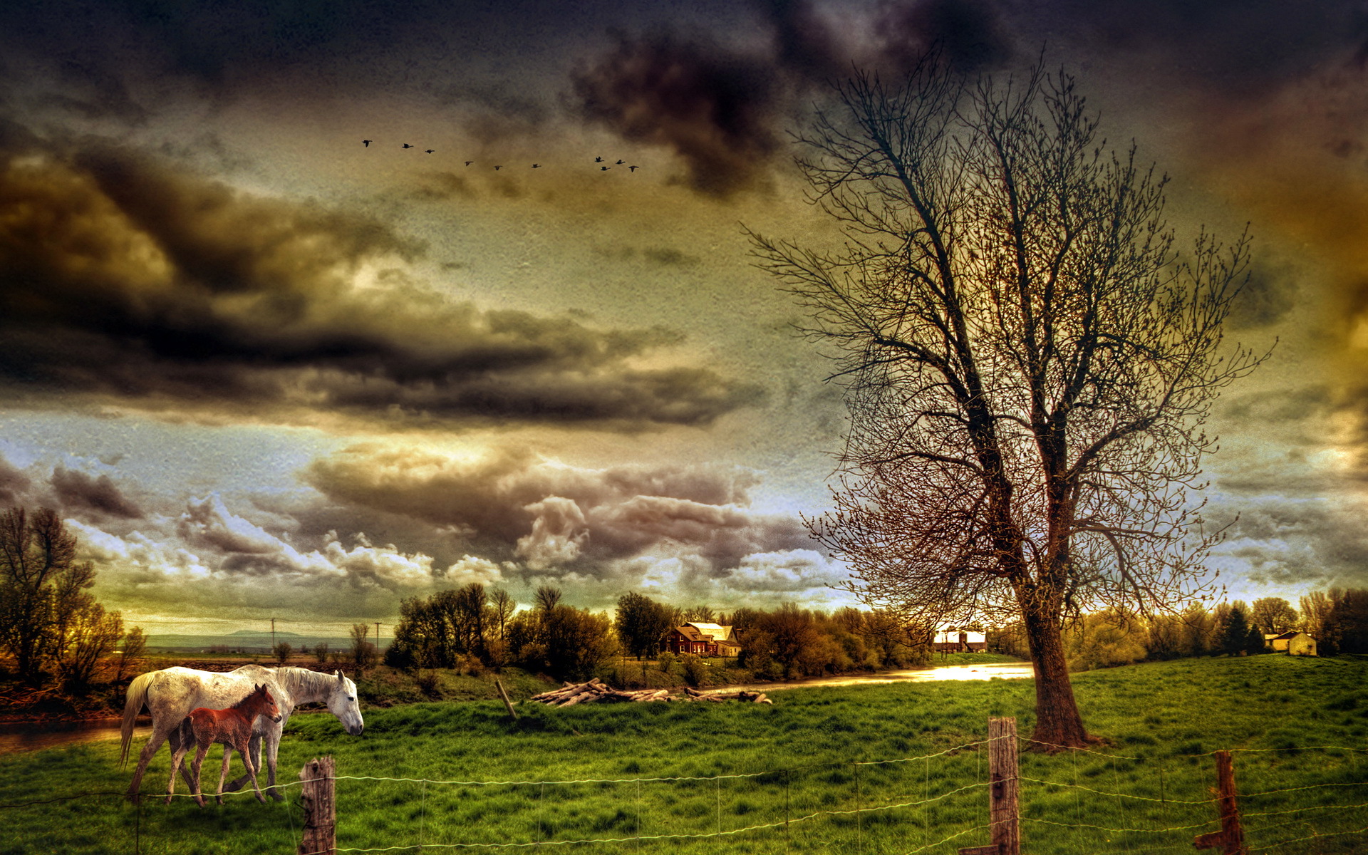field, Horses, Landscape, Style Wallpaper