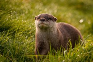 otter, Muzzle, Eyes, Grass, Dew, Droplets, Reflections, Drops
