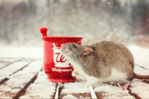 rodent, Rats, Winter, Snow, Cup