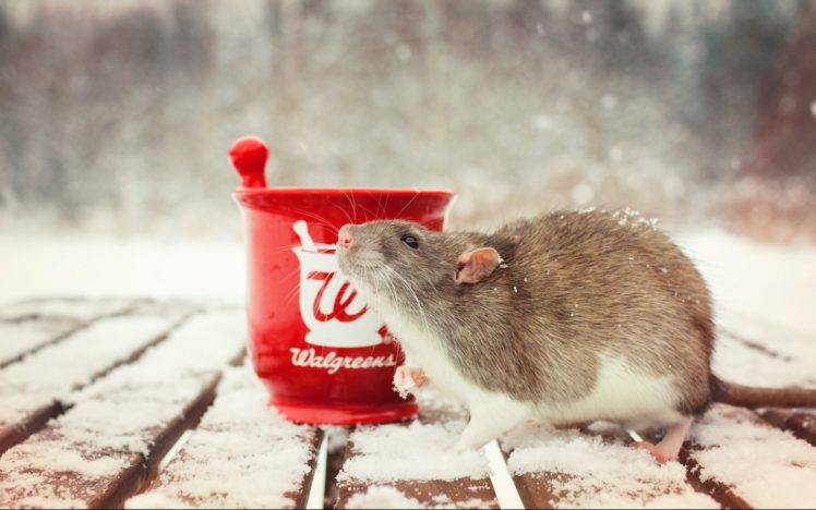 rodent, Rats, Winter, Snow, Cup HD Wallpaper Desktop Background