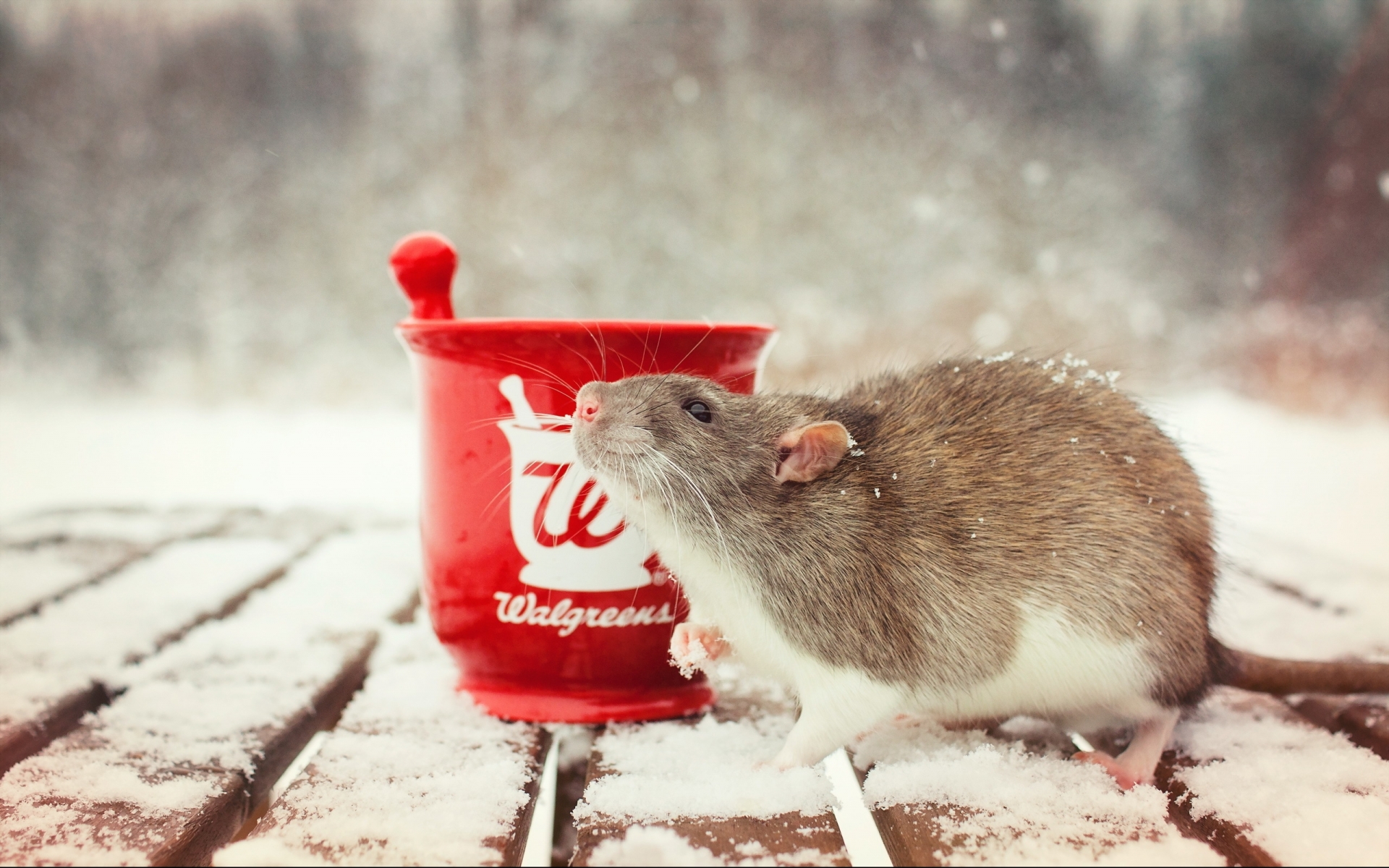 rodent, Rats, Winter, Snow, Cup Wallpaper