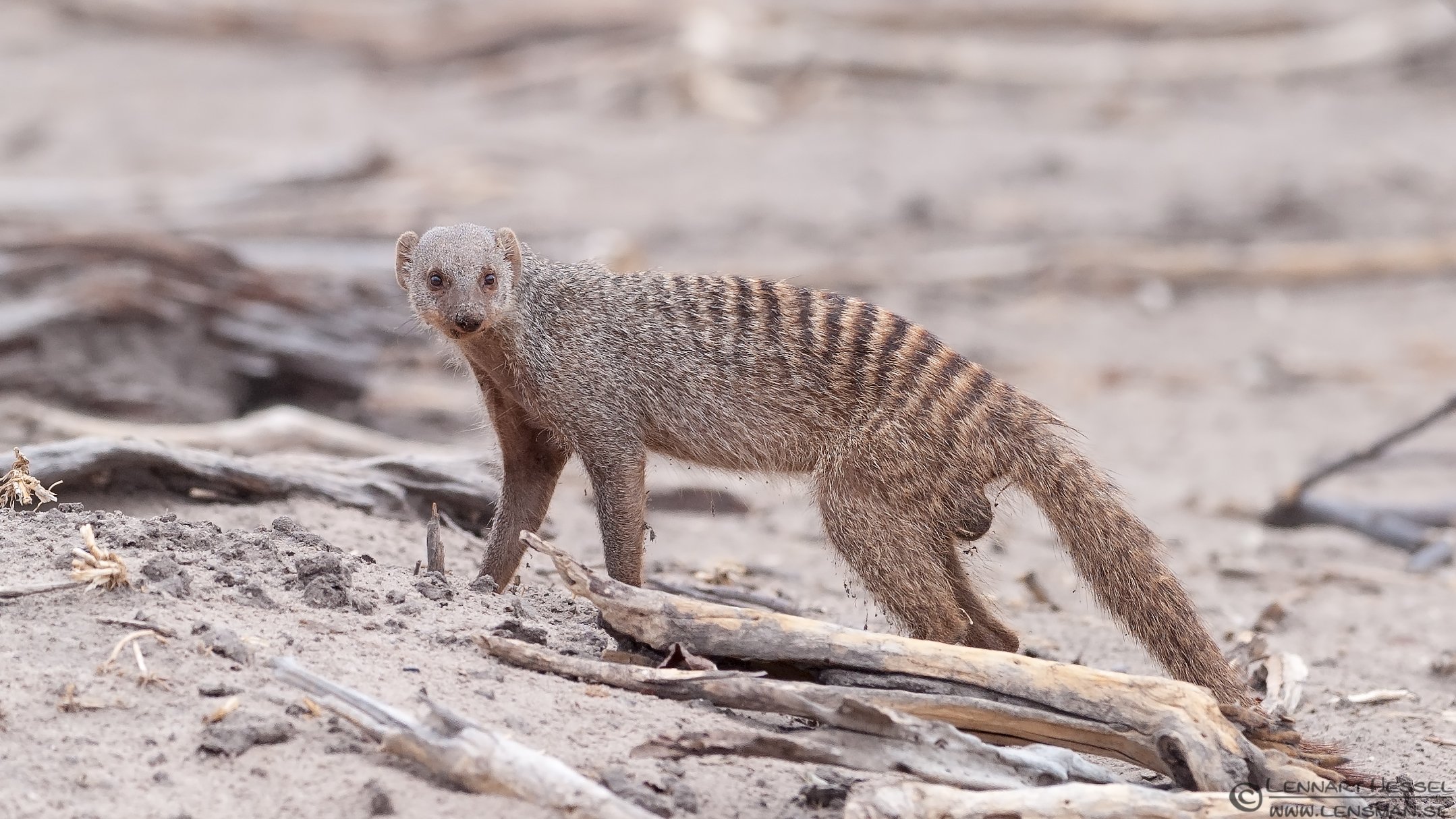 mongoose, Herpestidae Wallpaper