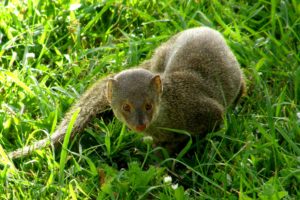 mongoose, Herpestidae