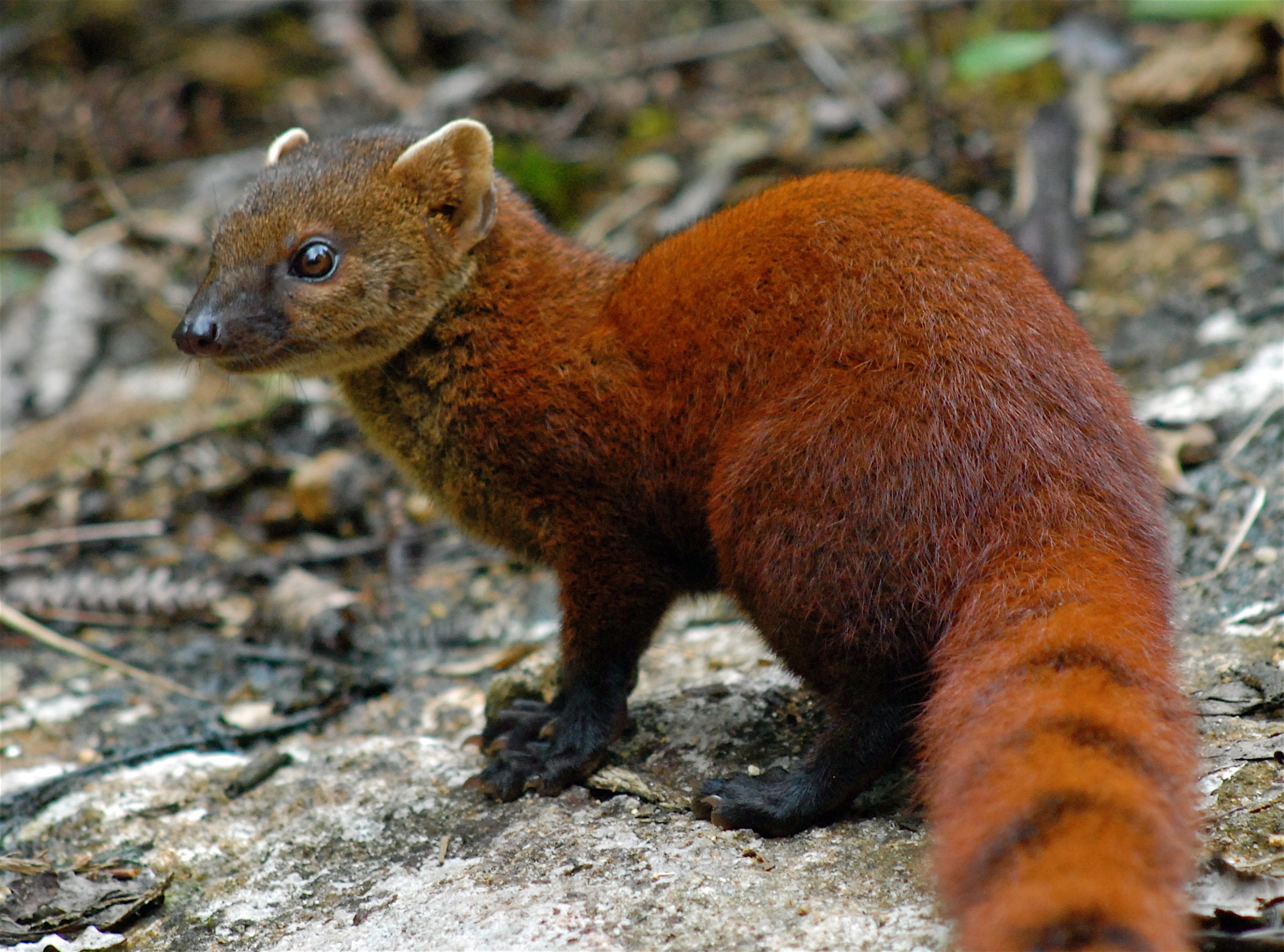 Mongoose Herpestidae Wallpapers HD Desktop And Mobile Backgrounds Mongoose Herpestidae Wallpapers HD Desktop And Mobile Backgrounds