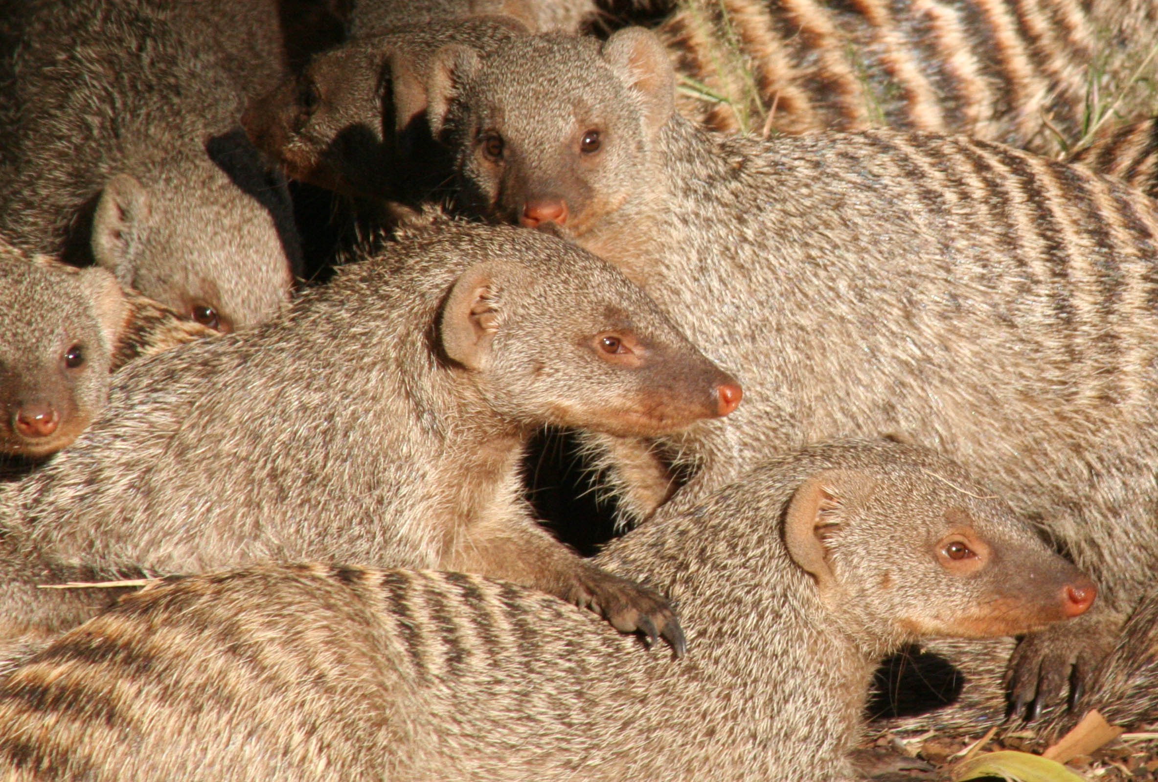 mongoose, Herpestidae Wallpaper