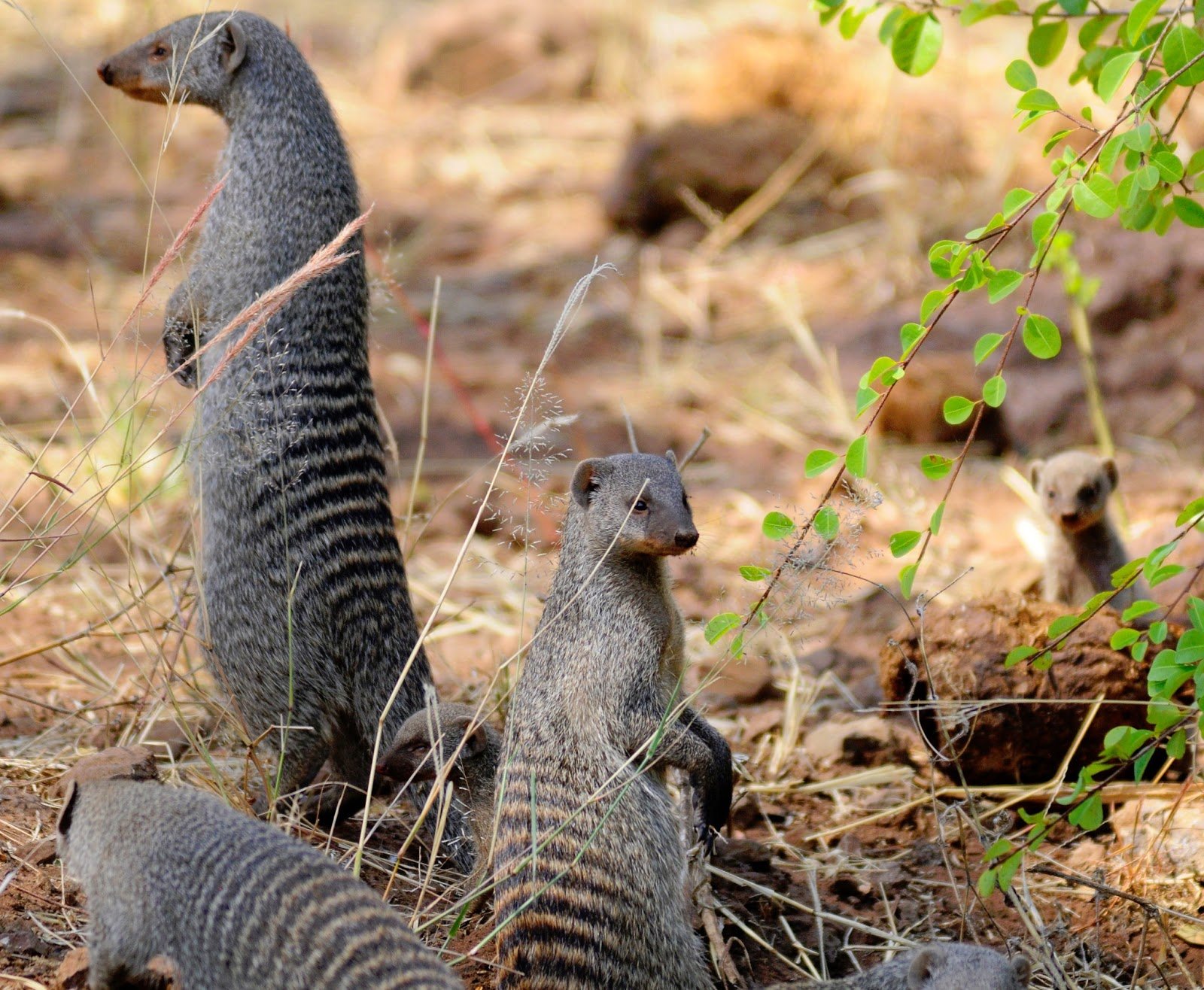 mongoose, Herpestidae Wallpaper
