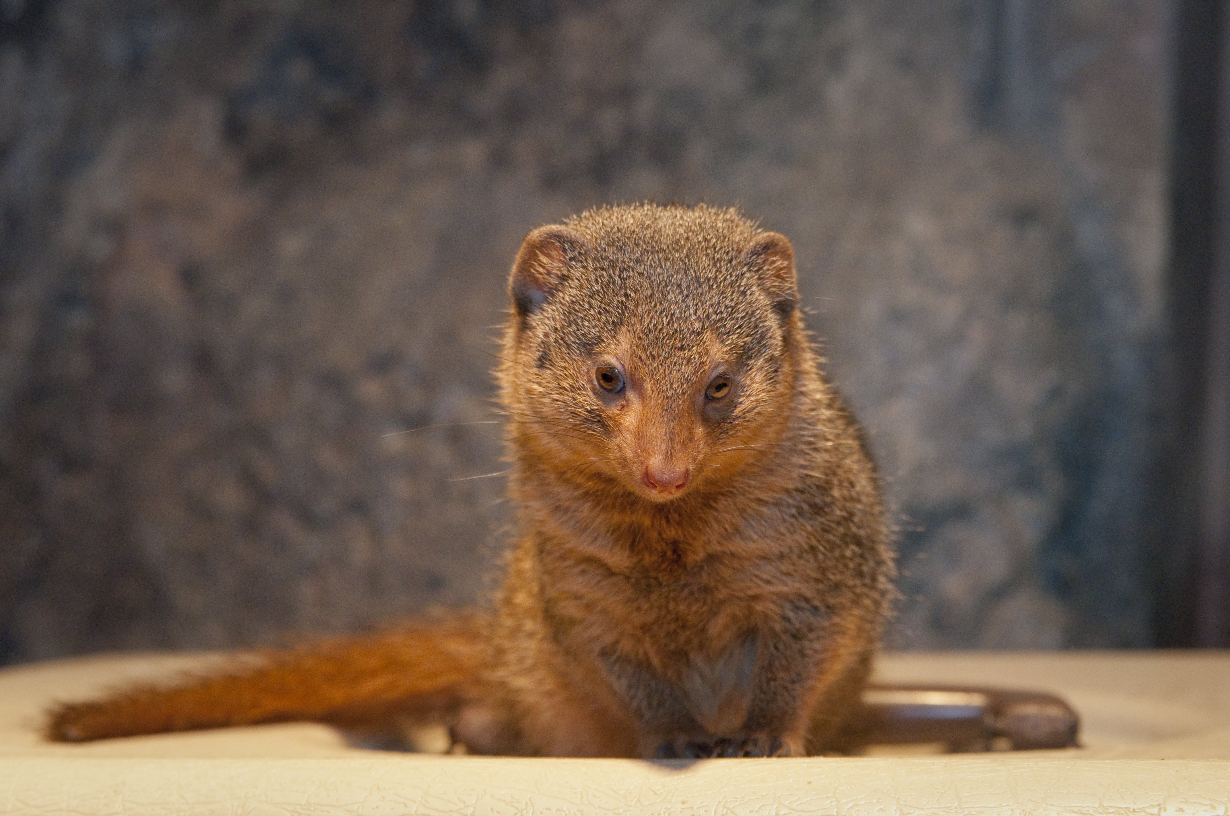 mongoose, Herpestidae Wallpaper