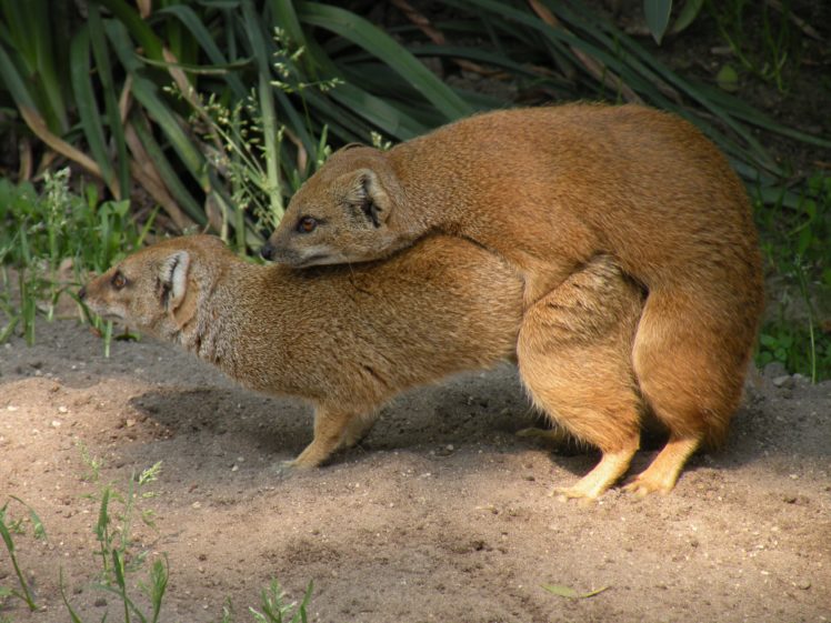 mongoose, Herpestidae HD Wallpaper Desktop Background
