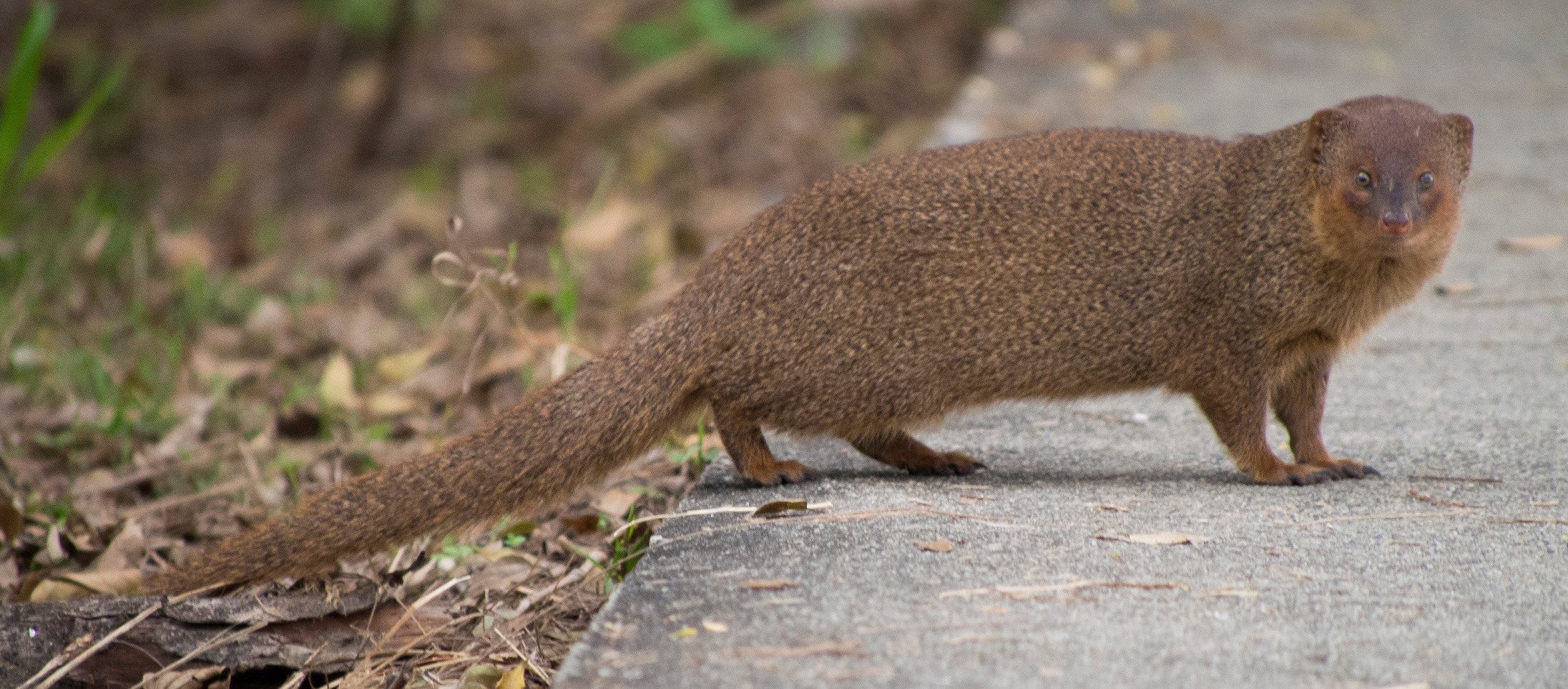 mongoose, Herpestidae Wallpaper