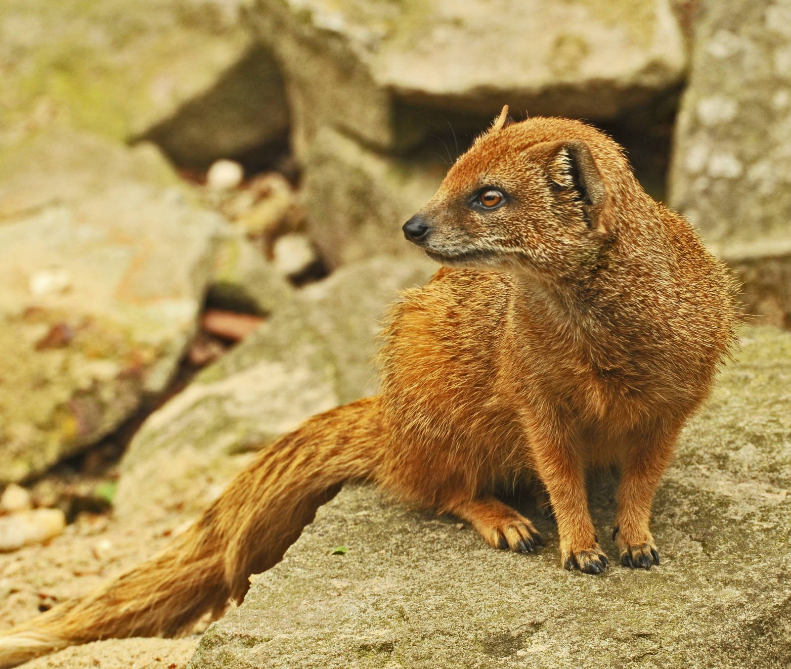 Mongoose Herpestidae Wallpapers HD Desktop And Mobile Backgrounds Mongoose Herpestidae Wallpapers HD Desktop And Mobile Backgrounds