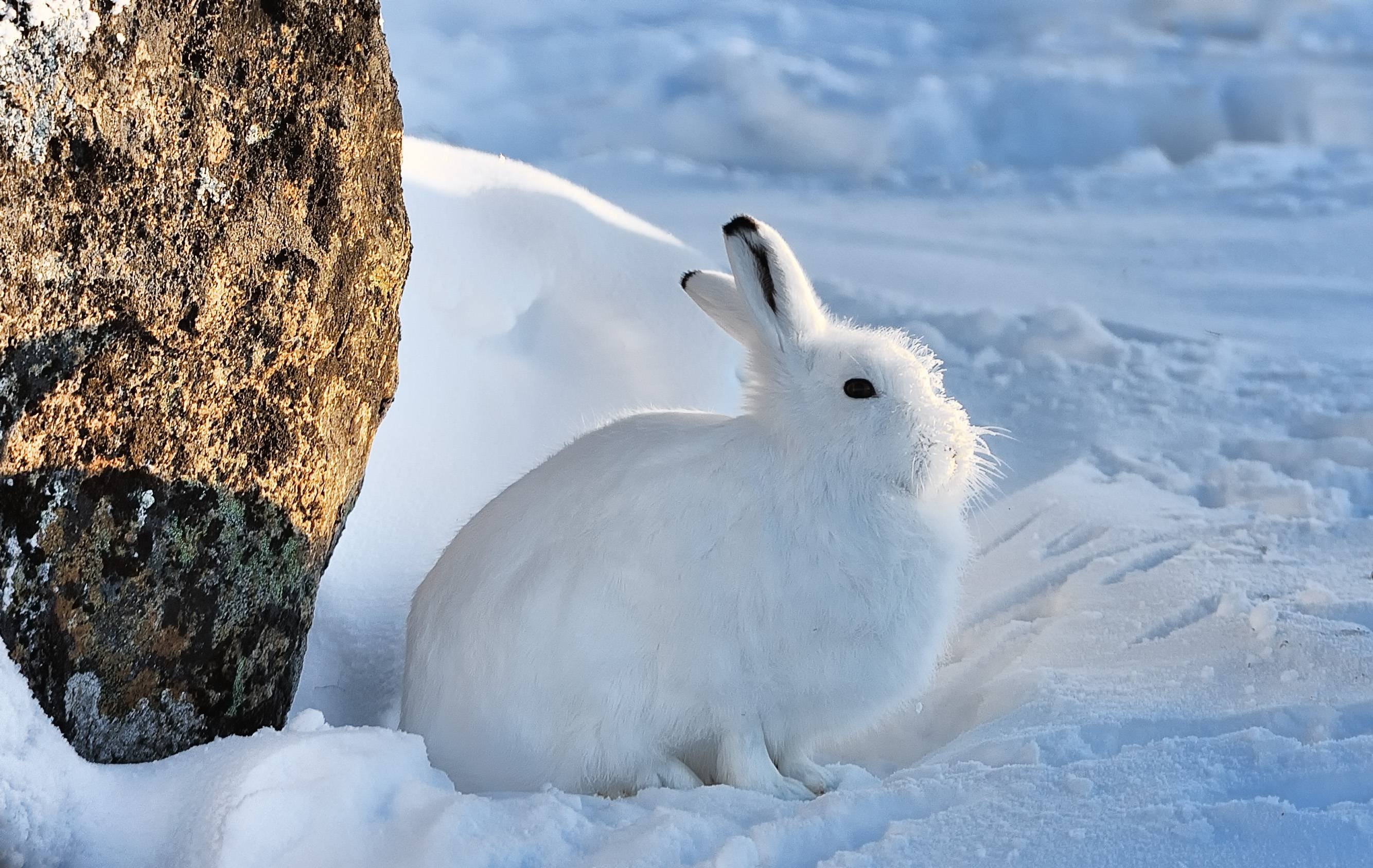 arctic, Hare, Rabbit, Rabbit Wallpapers HD / Desktop and Mobile Backgrounds