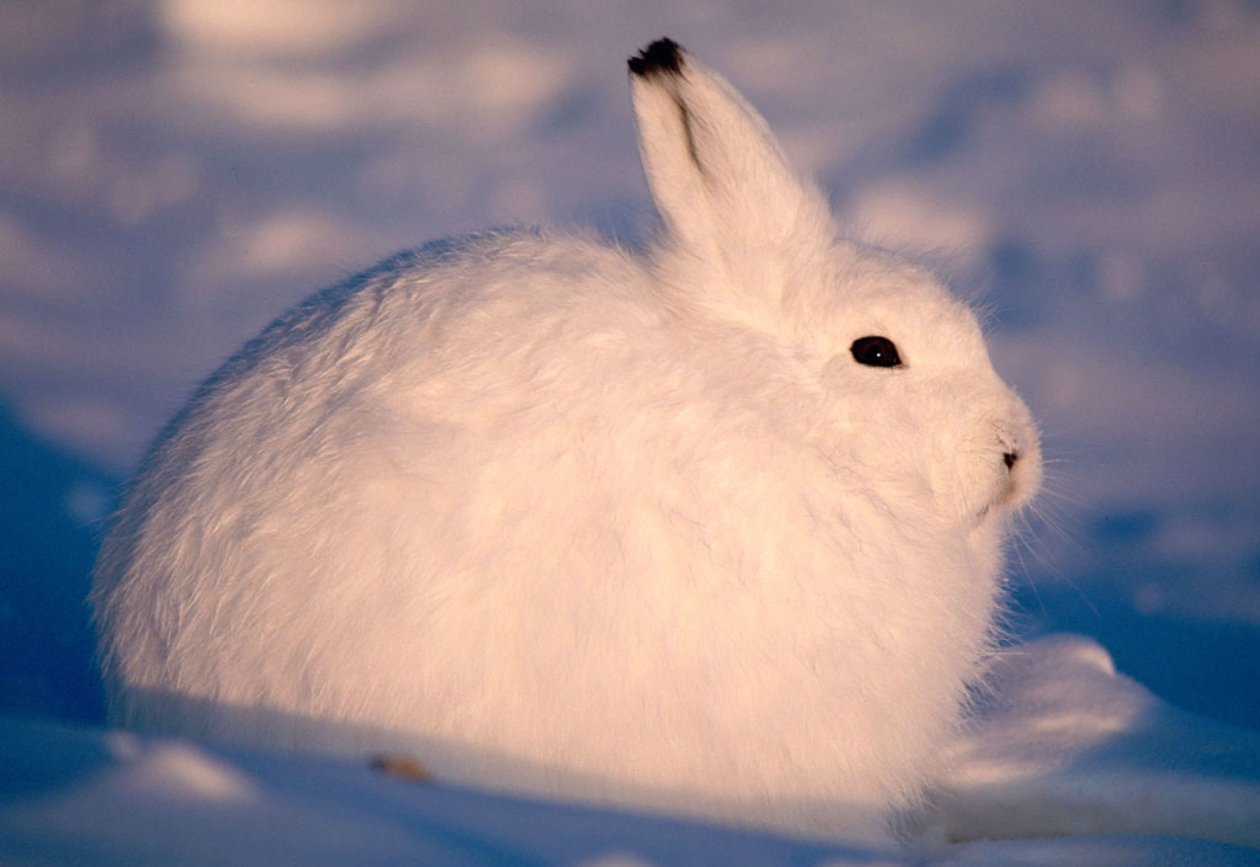 arctic, Hare, Rabbit, Rabbit Wallpaper