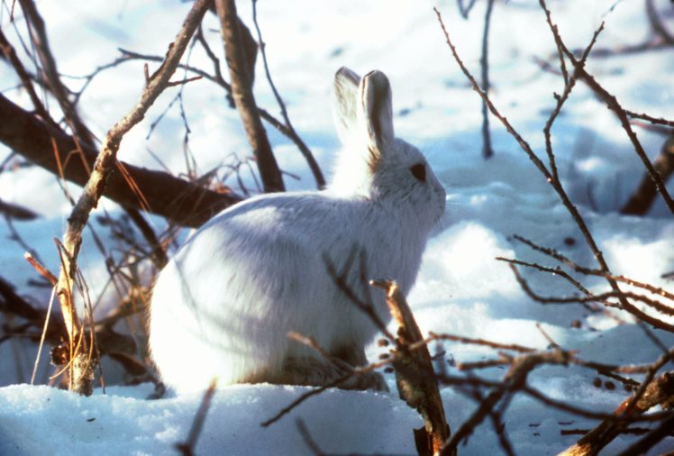 arctic, Hare, Rabbit, Rabbit HD Wallpaper Desktop Background