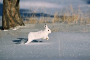 arctic, Hare, Rabbit, Rabbit