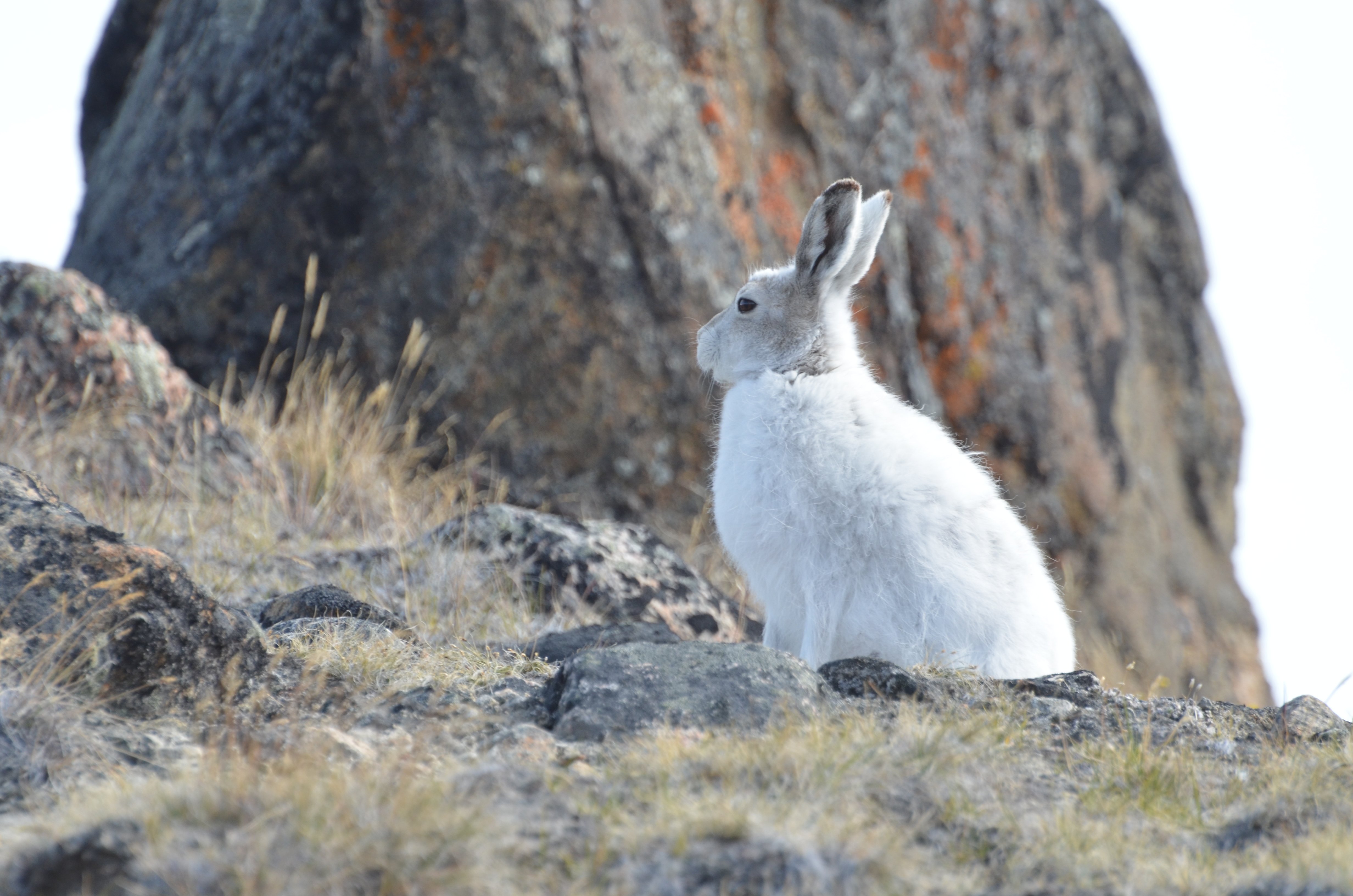 arctic, Hare, Rabbit, Rabbit Wallpapers HD / Desktop and Mobile Backgrounds