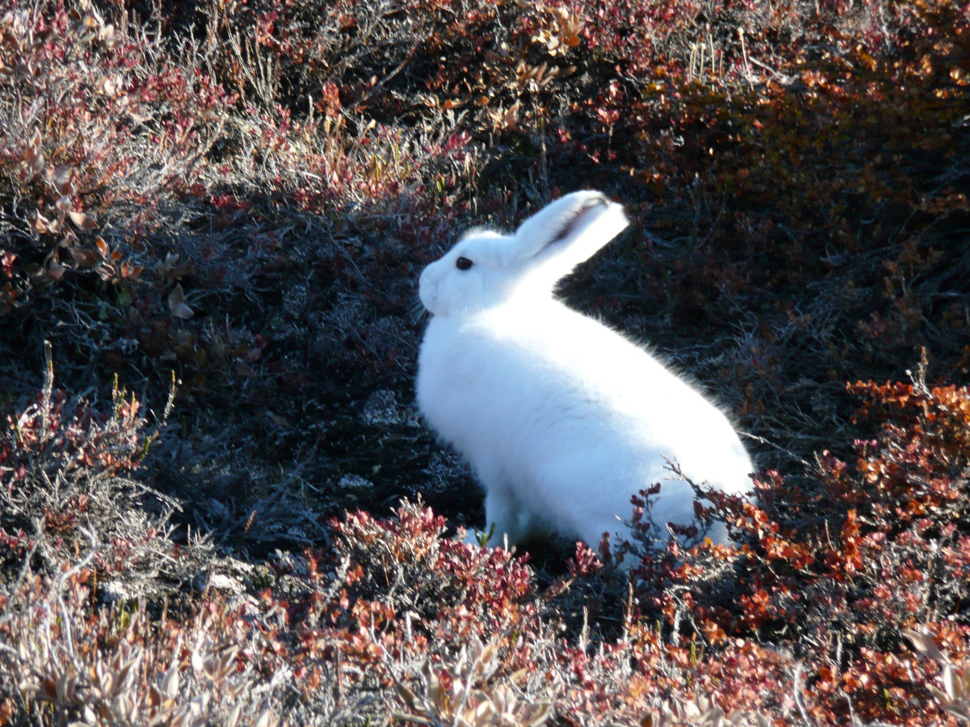 arctic, Hare, Rabbit, Rabbit Wallpaper