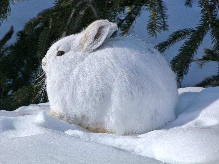 arctic, Hare, Rabbit, Rabbit HD Wallpaper Desktop Background