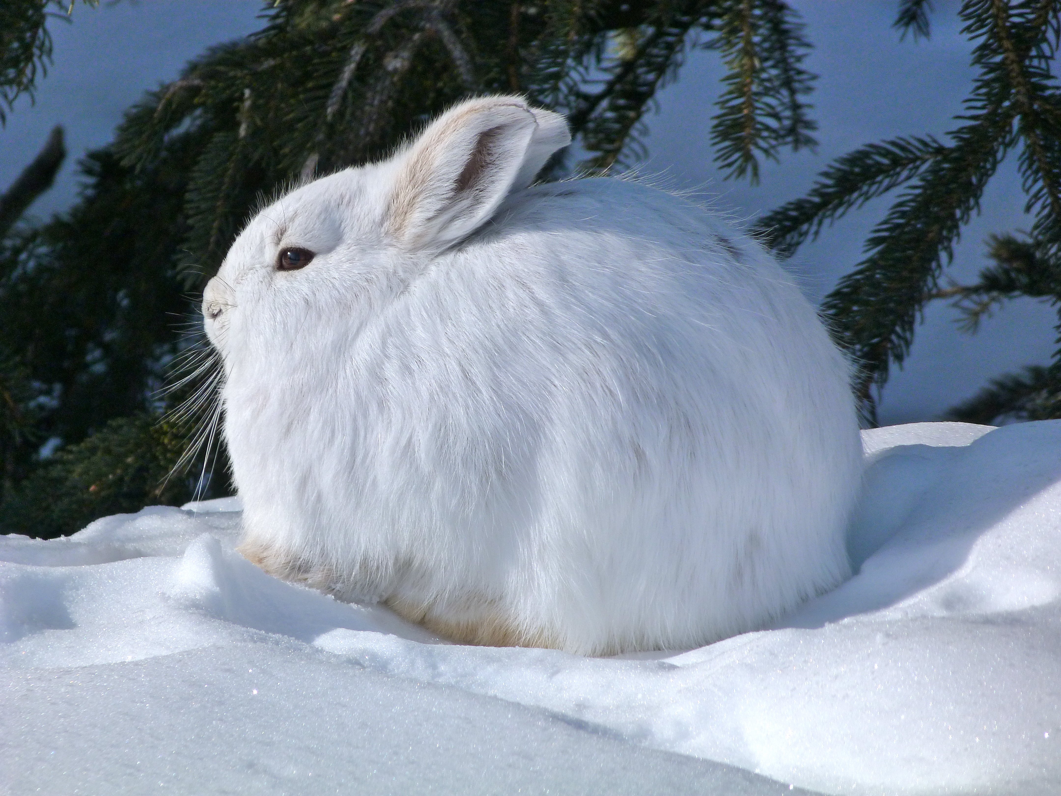 arctic, Hare, Rabbit, Rabbit Wallpaper