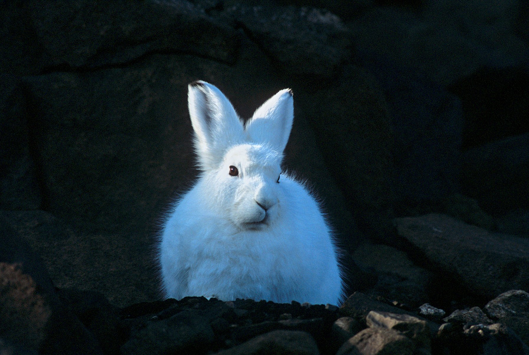 arctic, Hare, Rabbit, Rabbit Wallpapers HD / Desktop and Mobile Backgrounds