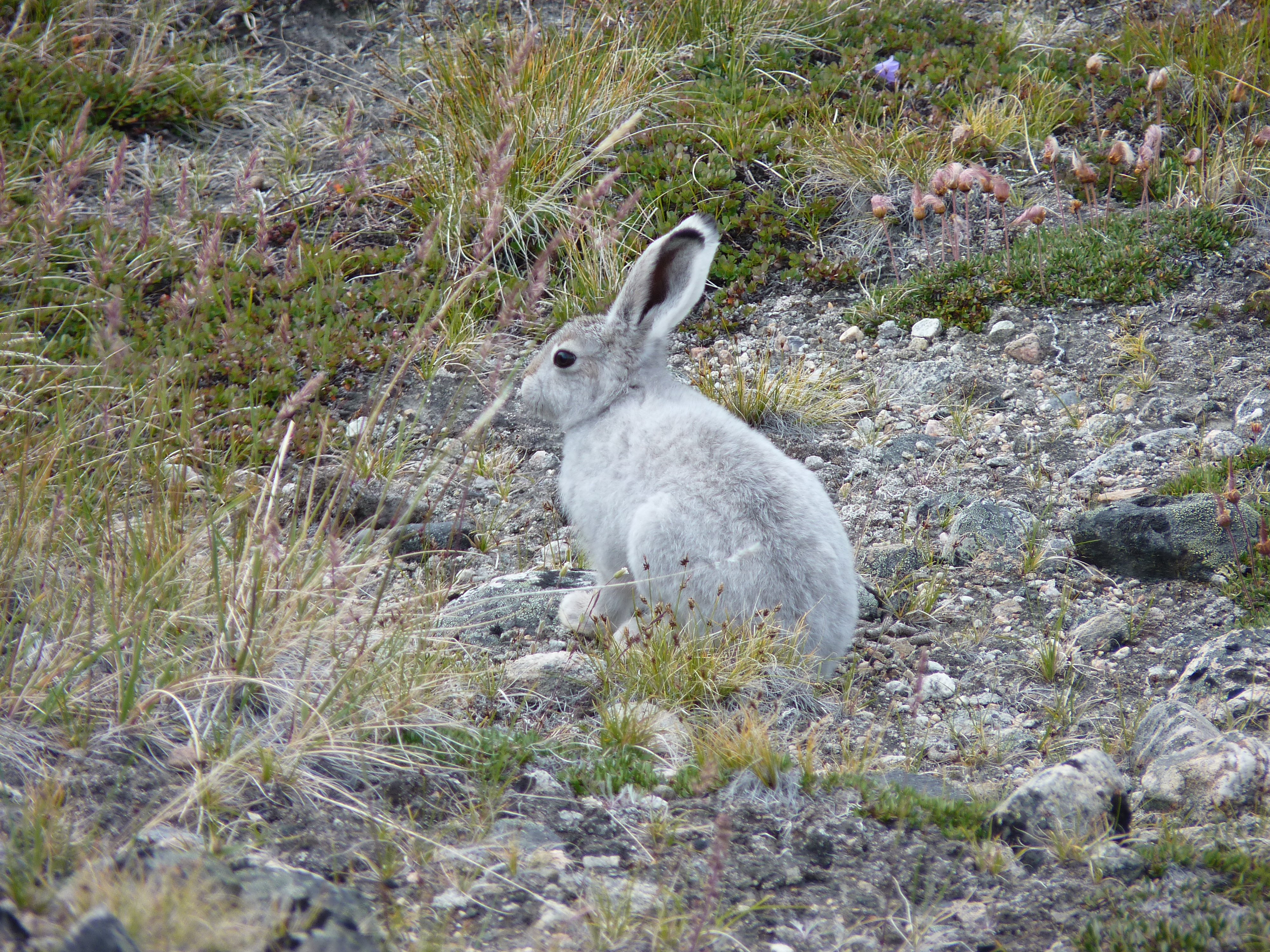 arctic, Hare, Rabbit, Rabbit Wallpaper