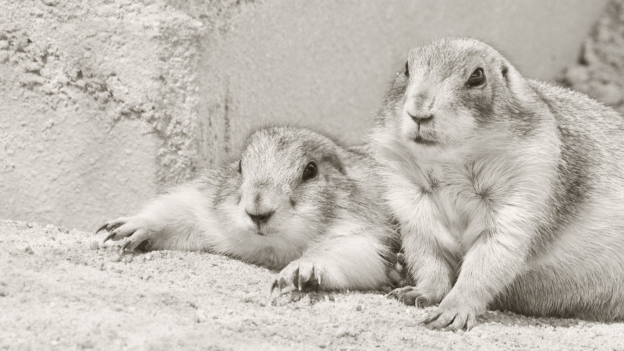 prairie, Dog, Rodents, Couple, Black, And, White Wallpaper