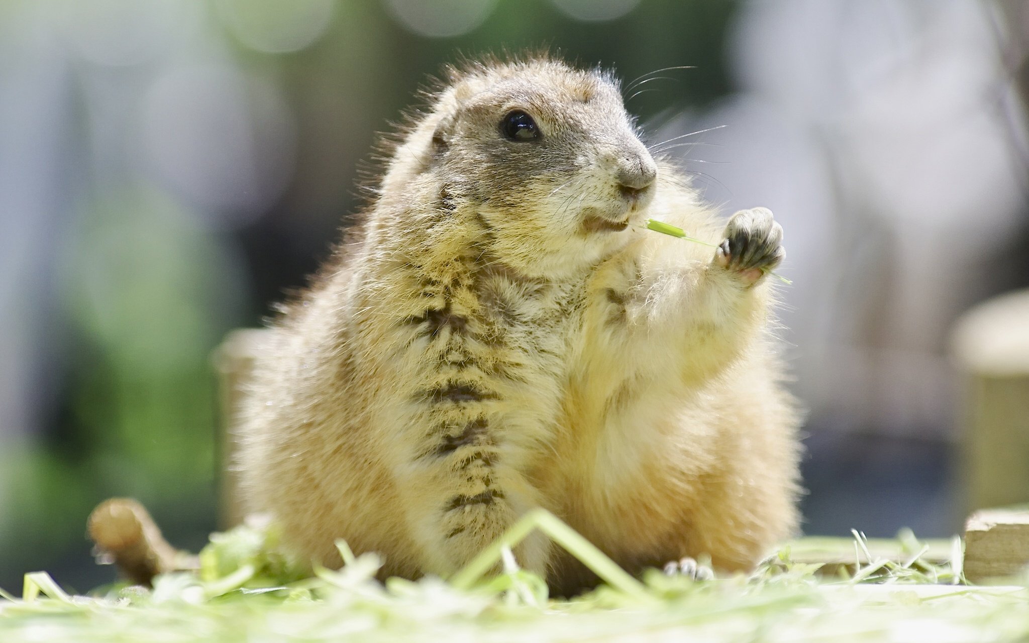 prairie, Dog, Rodent Wallpapers HD / Desktop and Mobile Backgrounds