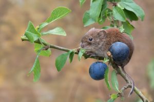 red, Vole, Mouse, Rodent, Turn, And, Plum, Branch