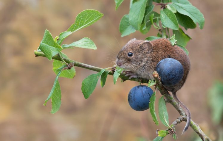 red, Vole, Mouse, Rodent, Turn, And, Plum, Branch HD Wallpaper Desktop Background