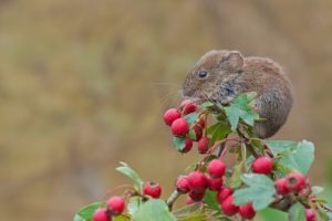 red, Vole, Mouse, Rodent, Berries, Hawthorn, Branch, Close up