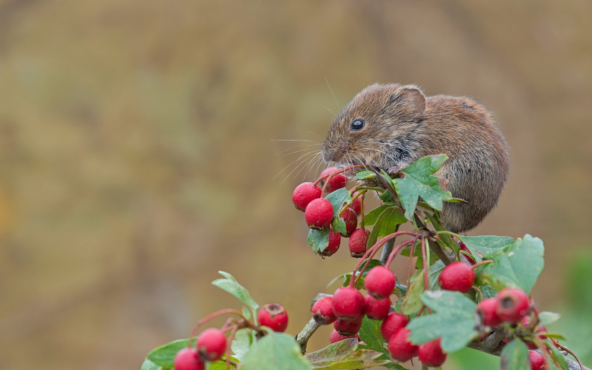 red, Vole, Mouse, Rodent, Berries, Hawthorn, Branch, Close up Wallpaper
